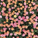 Pastel mix