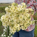 Matthiola Anytime Cream