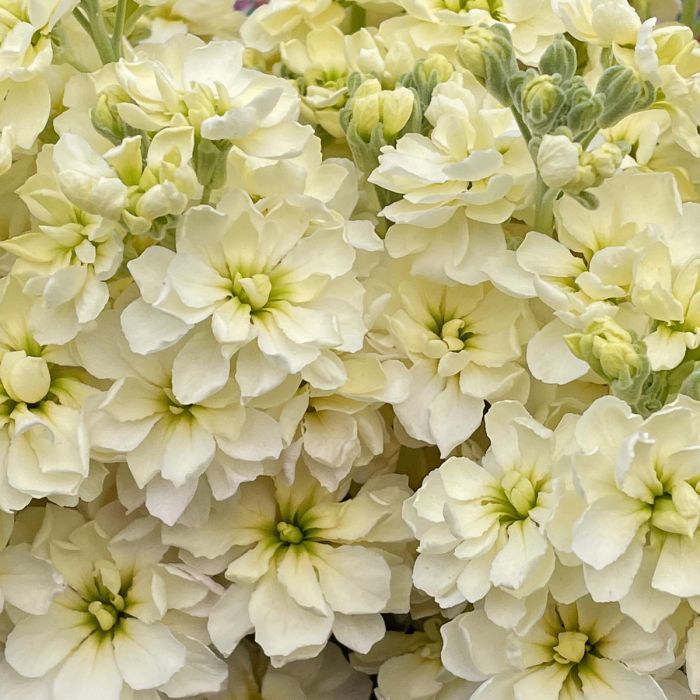 Matthiola Anytime Cream