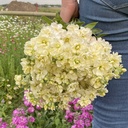Matthiola Anytime Cream