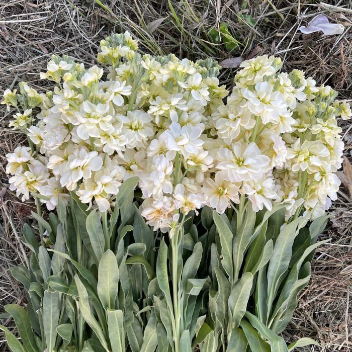 Matthiola Anytime Cream