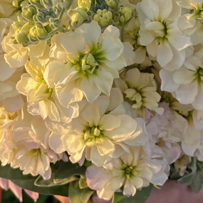 Matthiola Anytime Cream