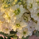 Matthiola Anytime Cream