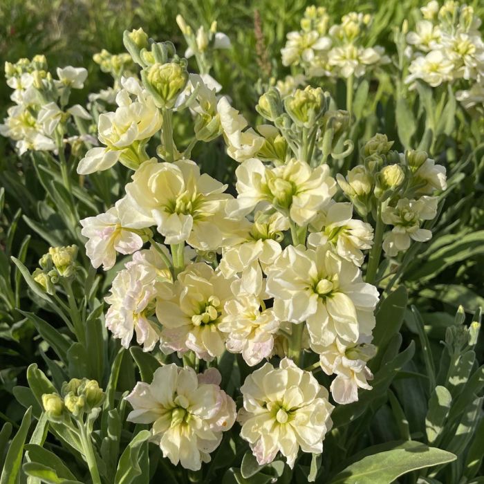 Matthiola Anytime Cream