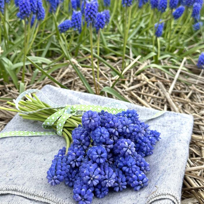 Muscari Blue Magic