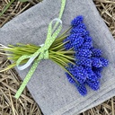 Muscari Blue Magic