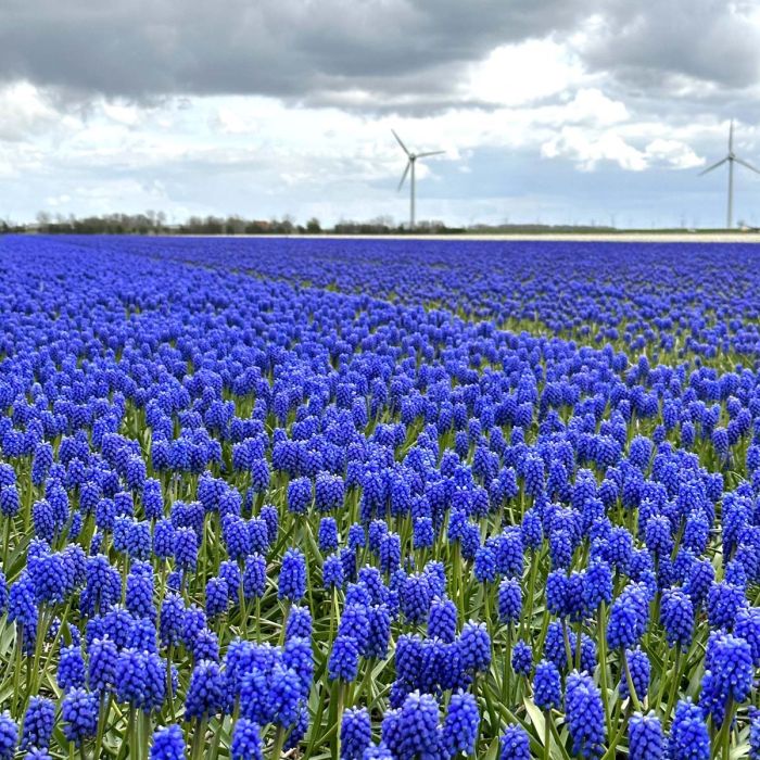 Muscari Blue Magic