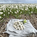 Muscari White Magic