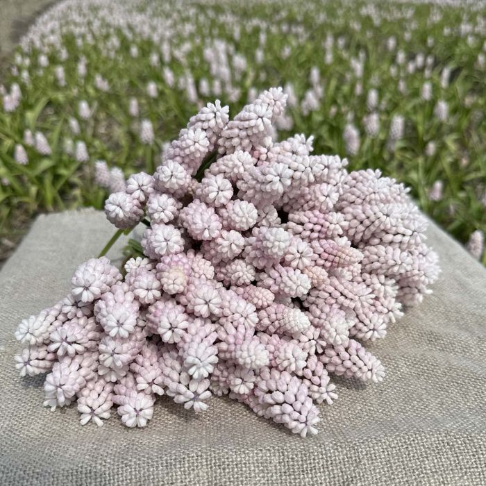 Muscari Pink Sunrise