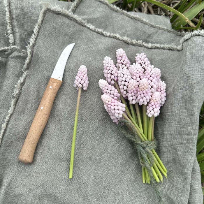 Muscari Pink Sunrise