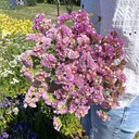 Dried flowers gift set