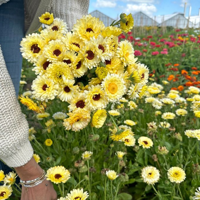 Calendula Ivory Princess