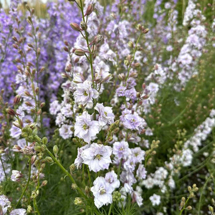 Delphinium Smokey Eyes