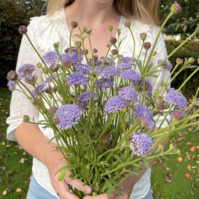 Didiscus Lace Blue