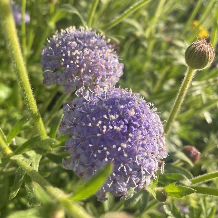 Didiscus Lace Blue