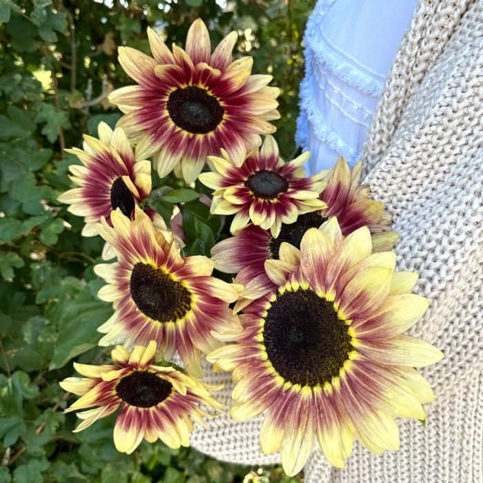 Helianthus Summer Lovin