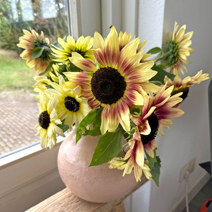 Helianthus Summer Lovin