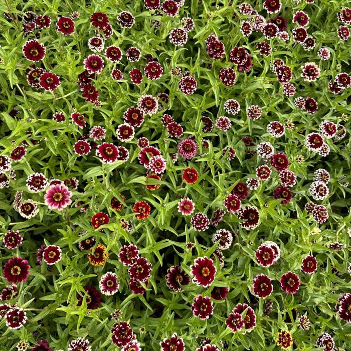 Zinnia Jazzy Red