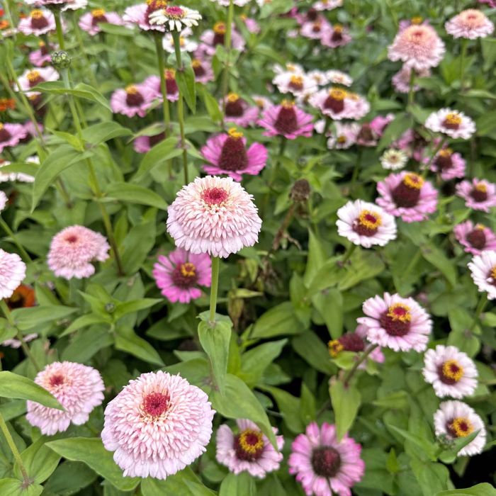 Zinnia Zinderalla Lilac