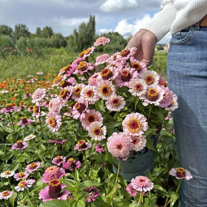 Zinnia Zinderalla Lilac