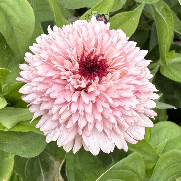 Zinnia Zinderalla Lilac