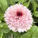 Zinnia Zinderalla Lilac