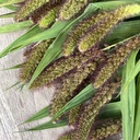 Setaria lowlander