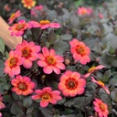 Dahlegria Tricolore