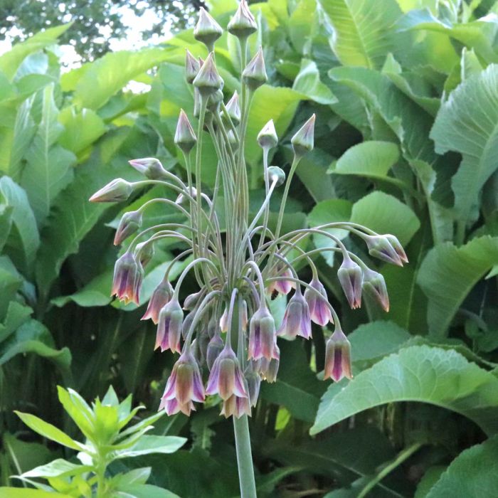 Allium Bulgaricum