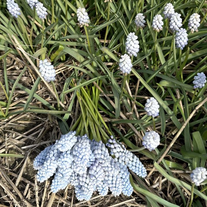 Muscari Baby's Breath