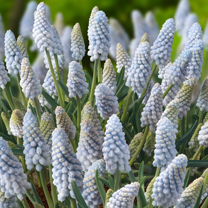 Muscari Baby's Breath