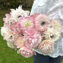 Anemone Levante Rosa Chiaro