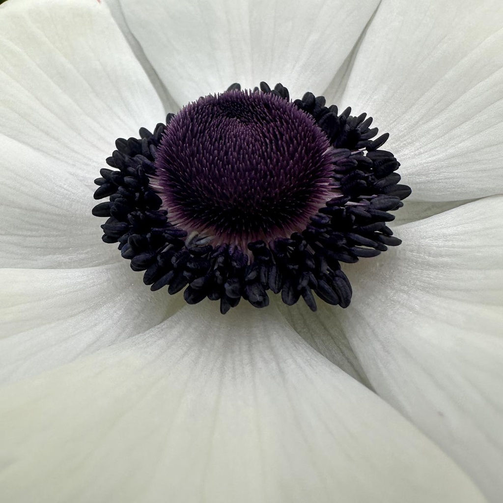 Anemone Mistral Plus Panda Bianco