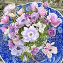 Anemone Mistral Plus Rarity