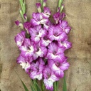 Gladiool Anouk