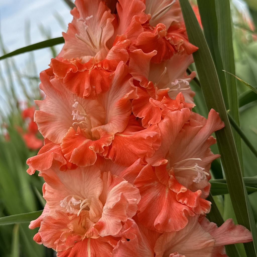 Gladiool Coral Crush