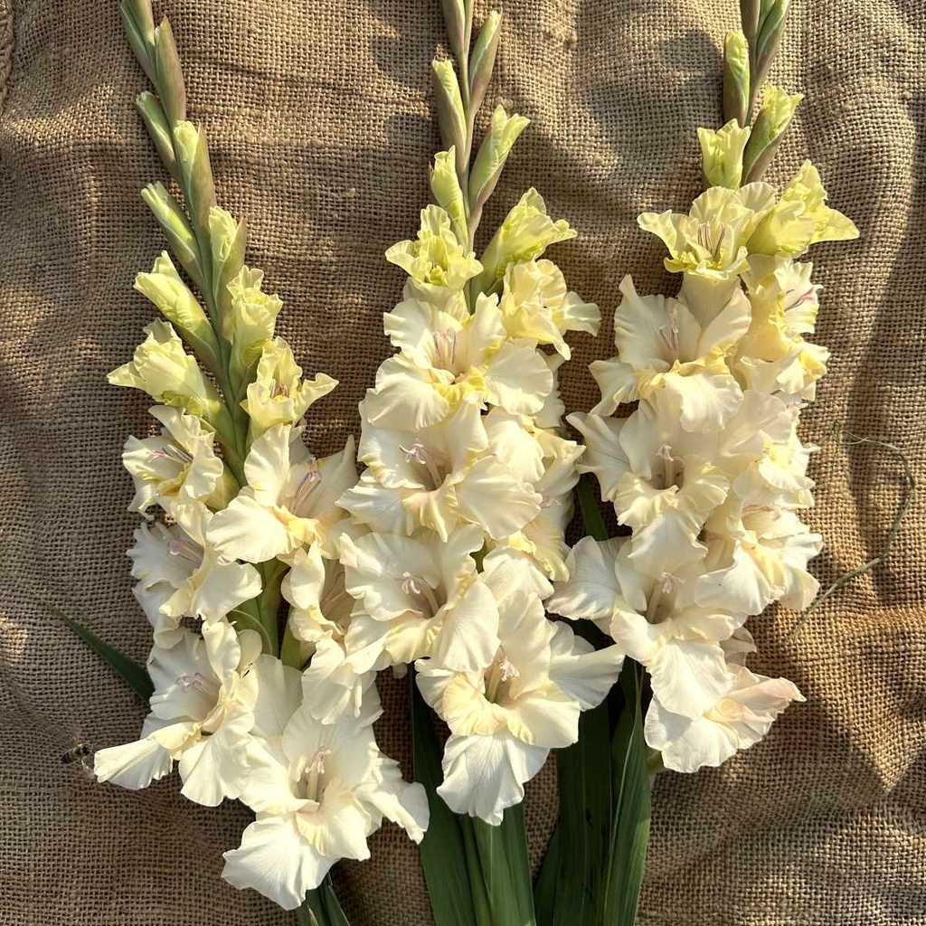 Gladiool Dreamy Creamy