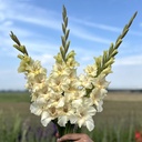Gladiool Dreamy Creamy