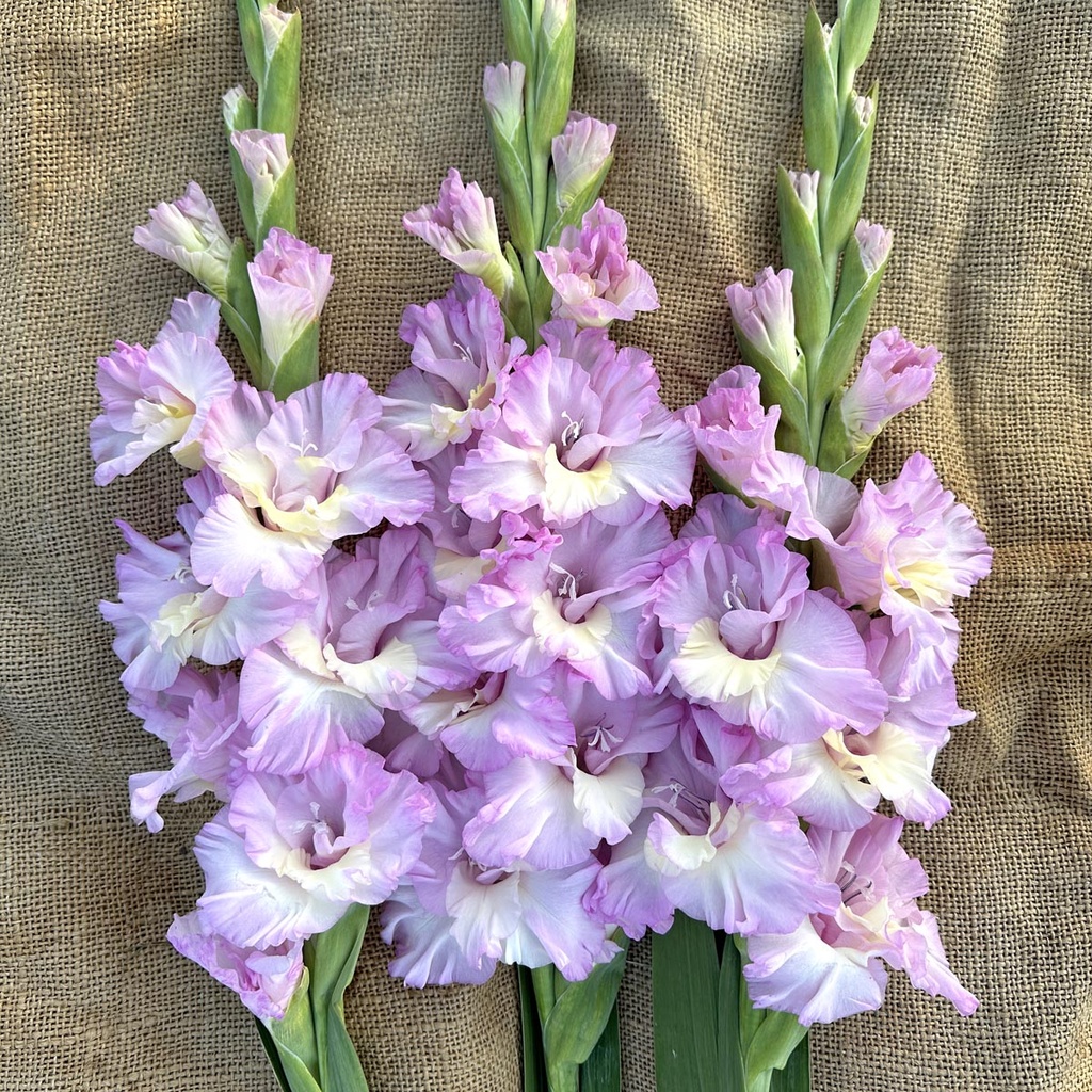 Gladiool Magenta Princess