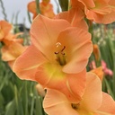 Gladiool Peche Melba