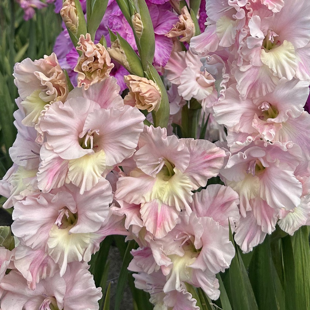 Gladiool Pink Lightning