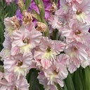 Gladiool Pink Lightning
