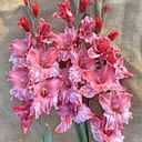 Gladiool Strawberry Swirl