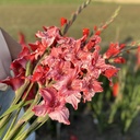 Gladiool Strawberry Swirl