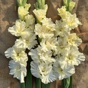 Gladiool Sweet Chrystal