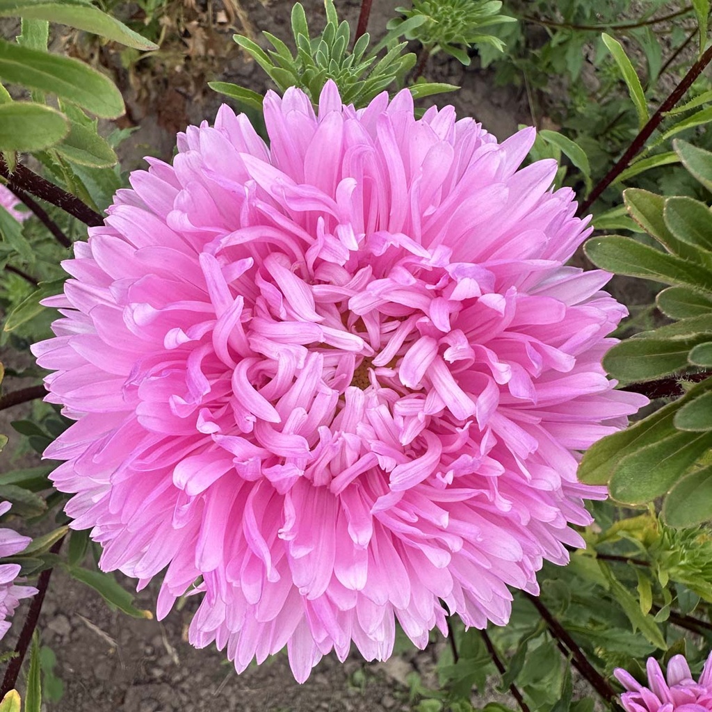 Aster King Size Pink
