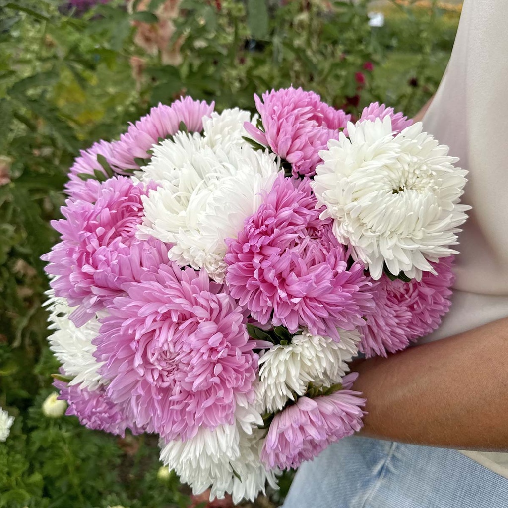 Aster King Size Pink & White