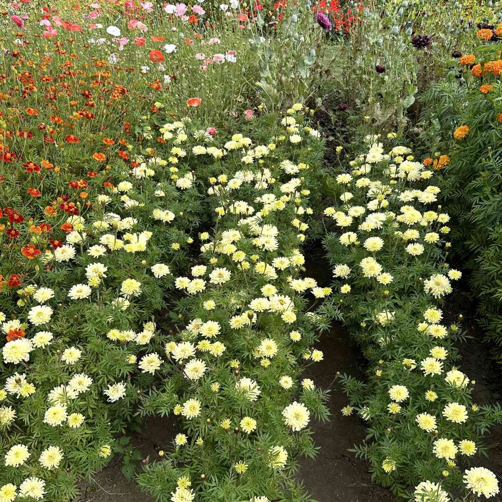 Tagetes Sugar & Spice White