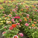 Zinnia Whirlygig Color Mix 