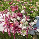 Mix Cotton Candy 5x flowerseeds